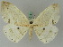  ( - BC ZSM Lep 44844)  @13 [ ] CreativeCommons - Attribution Non-Commercial Share-Alike (2011) Axel Hausmann/Bavarian State Collection of Zoology (ZSM) SNSB, Zoologische Staatssammlung Muenchen