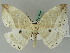  ( - BC ZSM Lep 44847)  @13 [ ] CreativeCommons - Attribution Non-Commercial Share-Alike (2011) Axel Hausmann/Bavarian State Collection of Zoology (ZSM) SNSB, Zoologische Staatssammlung Muenchen