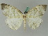  ( - BC ZSM Lep 44860)  @14 [ ] CreativeCommons - Attribution Non-Commercial Share-Alike (2011) Axel Hausmann/Bavarian State Collection of Zoology (ZSM) SNSB, Zoologische Staatssammlung Muenchen