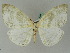  ( - BC ZSM Lep 44861)  @13 [ ] CreativeCommons - Attribution Non-Commercial Share-Alike (2011) Axel Hausmann/Bavarian State Collection of Zoology (ZSM) SNSB, Zoologische Staatssammlung Muenchen