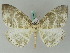  ( - BC ZSM Lep 44862)  @13 [ ] CreativeCommons - Attribution Non-Commercial Share-Alike (2011) Axel Hausmann/Bavarian State Collection of Zoology (ZSM) SNSB, Zoologische Staatssammlung Muenchen