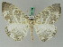  ( - BC ZSM Lep 44863)  @14 [ ] CreativeCommons - Attribution Non-Commercial Share-Alike (2011) Axel Hausmann/Bavarian State Collection of Zoology (ZSM) SNSB, Zoologische Staatssammlung Muenchen