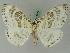  ( - BC ZSM Lep 44866)  @14 [ ] CreativeCommons - Attribution Non-Commercial Share-Alike (2011) Axel Hausmann/Bavarian State Collection of Zoology (ZSM) SNSB, Zoologische Staatssammlung Muenchen