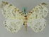  ( - BC ZSM Lep 44867)  @14 [ ] CreativeCommons - Attribution Non-Commercial Share-Alike (2011) Axel Hausmann/Bavarian State Collection of Zoology (ZSM) SNSB, Zoologische Staatssammlung Muenchen