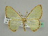  ( - BC ZSM Lep 45581)  @14 [ ] CreativeCommons - Attribution Non-Commercial Share-Alike (2011) Axel Hausmann/Bavarian State Collection of Zoology (ZSM) SNSB, Zoologische Staatssammlung Muenchen