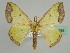  (Victoria AH01Tz - BC ZSM Lep 45595)  @14 [ ] CreativeCommons - Attribution Non-Commercial Share-Alike (2011) Axel Hausmann/Bavarian State Collection of Zoology (ZSM) SNSB, Zoologische Staatssammlung Muenchen