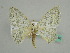  (Scopula AH03Tz - BC ZSM Lep 45616)  @14 [ ] CreativeCommons - Attribution Non-Commercial Share-Alike (2011) Axel Hausmann/Bavarian State Collection of Zoology (ZSM) SNSB, Zoologische Staatssammlung Muenchen