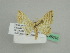  ( - BC ZSM Lep 45618)  @11 [ ] CreativeCommons - Attribution Non-Commercial Share-Alike (2011) Axel Hausmann/Bavarian State Collection of Zoology (ZSM) SNSB, Zoologische Staatssammlung Muenchen