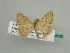  ( - BC ZSM Lep 45620)  @12 [ ] CreativeCommons - Attribution Non-Commercial Share-Alike (2011) Axel Hausmann/Bavarian State Collection of Zoology (ZSM) SNSB, Zoologische Staatssammlung Muenchen