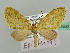  ( - BC ZSM Lep 45630)  @11 [ ] CreativeCommons - Attribution Non-Commercial Share-Alike (2011) Axel Hausmann/Bavarian State Collection of Zoology (ZSM) SNSB, Zoologische Staatssammlung Muenchen
