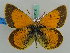  ( - BC ZSM Lep 50237)  @11 [ ] Copyright (2011) Axel Hausmann/Bavarian State Collection of Zoology (ZSM) SNSB, Zoologische Staatssammlung Muenchen