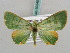  ( - BC ZSM Lep 50245)  @13 [ ] CreativeCommons - Attribution Non-Commercial Share-Alike (2011) Axel Hausmann/Bavarian State Collection of Zoology (ZSM) SNSB, Zoologische Staatssammlung Muenchen