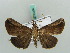  ( - BC ZSM Lep 50266)  @12 [ ] CreativeCommons - Attribution Non-Commercial Share-Alike (2011) Axel Hausmann/Bavarian State Collection of Zoology (ZSM) SNSB, Zoologische Staatssammlung Muenchen