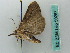  ( - BC ZSM Lep 50267)  @11 [ ] CreativeCommons - Attribution Non-Commercial Share-Alike (2011) Axel Hausmann/Bavarian State Collection of Zoology (ZSM) SNSB, Zoologische Staatssammlung Muenchen