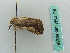  ( - BC ZSM Lep 50268)  @11 [ ] CreativeCommons - Attribution Non-Commercial Share-Alike (2011) Axel Hausmann/Bavarian State Collection of Zoology (ZSM) SNSB, Zoologische Staatssammlung Muenchen