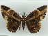  ( - BC ZSM Lep 50272)  @13 [ ] CreativeCommons - Attribution Non-Commercial Share-Alike (2011) Axel Hausmann/Bavarian State Collection of Zoology (ZSM) SNSB, Zoologische Staatssammlung Muenchen
