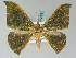  ( - BC ZSM Lep 54299)  @11 [ ] CreativeCommons - Attribution Non-Commercial Share-Alike (2011) Axel Hausmann/Bavarian State Collection of Zoology (ZSM) SNSB, Zoologische Staatssammlung Muenchen