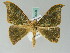  ( - BC ZSM Lep 54300)  @11 [ ] CreativeCommons - Attribution Non-Commercial Share-Alike (2011) Axel Hausmann/Bavarian State Collection of Zoology (ZSM) SNSB, Zoologische Staatssammlung Muenchen