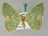  ( - BC ZSM Lep 54320)  @14 [ ] CreativeCommons - Attribution Non-Commercial Share-Alike (2011) Axel Hausmann/Bavarian State Collection of Zoology (ZSM) SNSB, Zoologische Staatssammlung Muenchen