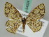  ( - BC ZSM Lep 54324)  @14 [ ] CreativeCommons - Attribution Non-Commercial Share-Alike (2011) Axel Hausmann/Bavarian State Collection of Zoology (ZSM) SNSB, Zoologische Staatssammlung Muenchen