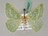  ( - BC ZSM Lep 54327)  @11 [ ] CreativeCommons - Attribution Non-Commercial Share-Alike (2011) Axel Hausmann/Bavarian State Collection of Zoology (ZSM) SNSB, Zoologische Staatssammlung Muenchen