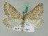  ( - BC ZSM Lep 54342)  @13 [ ] CreativeCommons - Attribution Non-Commercial Share-Alike (2011) Axel Hausmann/Bavarian State Collection of Zoology (ZSM) SNSB, Zoologische Staatssammlung Muenchen