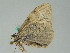  (Photoscotosia AH01Ru - BC ZSM Lep 54379)  @11 [ ] CreativeCommons - Attribution Non-Commercial Share-Alike (2011) Axel Hausmann/Bavarian State Collection of Zoology (ZSM) SNSB, Zoologische Staatssammlung Muenchen