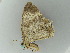  ( - BC ZSM Lep 54384)  @13 [ ] CreativeCommons - Attribution Non-Commercial Share-Alike (2011) Axel Hausmann/Bavarian State Collection of Zoology (ZSM) SNSB, Zoologische Staatssammlung Muenchen