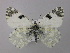  (Euchloe ausonia - BC ZSM Lep 56963)  @11 [ ] CreativeCommons - Attribution Non-Commercial Share-Alike (2011) Axel Hausmann/Bavarian State Collection of Zoology (ZSM) SNSB, Zoologische Staatssammlung Muenchen