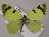  (Euchloe charlonia - BC ZSM Lep 56965)  @13 [ ] CreativeCommons - Attribution Non-Commercial Share-Alike (2011) Axel Hausmann/Bavarian State Collection of Zoology (ZSM) SNSB, Zoologische Staatssammlung Muenchen