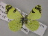  ( - BC ZSM Lep 56966)  @12 [ ] CreativeCommons - Attribution Non-Commercial Share-Alike (2011) Axel Hausmann/Bavarian State Collection of Zoology (ZSM) SNSB, Zoologische Staatssammlung Muenchen