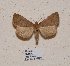  ( - BC ZSM Lep 56999)  @11 [ ] Copyright (2011) Axel Hausmann/Bavarian State Collection of Zoology (ZSM) SNSB, Zoologische Staatssammlung Muenchen