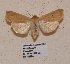  ( - BC ZSM Lep 57010)  @13 [ ] Copyright (2011) Axel Hausmann/Bavarian State Collection of Zoology (ZSM) SNSB, Zoologische Staatssammlung Muenchen