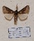  ( - BC ZSM Lep 57015)  @12 [ ] Copyright (2011) Axel Hausmann/Bavarian State Collection of Zoology (ZSM) SNSB, Zoologische Staatssammlung Muenchen
