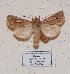  (Conisania leineri - BC ZSM Lep 57017)  @13 [ ] Copyright (2011) Axel Hausmann/Bavarian State Collection of Zoology (ZSM) SNSB, Zoologische Staatssammlung Muenchen