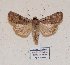  ( - BC ZSM Lep 57020)  @13 [ ] Copyright (2011) Axel Hausmann/Bavarian State Collection of Zoology (ZSM) SNSB, Zoologische Staatssammlung Muenchen