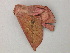 ( - BC ZSM Lep 57030)  @11 [ ] CreativeCommons - Attribution Non-Commercial Share-Alike (2011) Axel Hausmann/Bavarian State Collection of Zoology (ZSM) SNSB, Zoologische Staatssammlung Muenchen