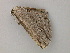  ( - BC ZSM Lep 57035)  @12 [ ] CreativeCommons - Attribution Non-Commercial Share-Alike (2011) Axel Hausmann/Bavarian State Collection of Zoology (ZSM) SNSB, Zoologische Staatssammlung Muenchen