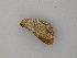  ( - BC ZSM Lep 57037)  @13 [ ] CreativeCommons - Attribution Non-Commercial Share-Alike (2011) Axel Hausmann/Bavarian State Collection of Zoology (ZSM) SNSB, Zoologische Staatssammlung Muenchen