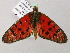  (Acraea AH01Za - BC ZSM Lep 57067)  @12 [ ] CreativeCommons - Attribution Non-Commercial Share-Alike (2011) Axel Hausmann/Bavarian State Collection of Zoology (ZSM) SNSB, Zoologische Staatssammlung Muenchen