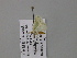  (Thetidia AH01Za - BC ZSM Lep 57080)  @11 [ ] CreativeCommons - Attribution Non-Commercial Share-Alike (2011) Axel Hausmann/Bavarian State Collection of Zoology (ZSM) SNSB, Zoologische Staatssammlung Muenchen
