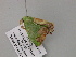  ( - BC ZSM Lep 57083)  @12 [ ] CreativeCommons - Attribution Non-Commercial Share-Alike (2011) Axel Hausmann/Bavarian State Collection of Zoology (ZSM) SNSB, Zoologische Staatssammlung Muenchen