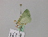  ( - BC ZSM Lep 57084)  @12 [ ] CreativeCommons - Attribution Non-Commercial Share-Alike (2011) Axel Hausmann/Bavarian State Collection of Zoology (ZSM) SNSB, Zoologische Staatssammlung Muenchen