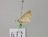  ( - BC ZSM Lep 57104)  @12 [ ] CreativeCommons - Attribution Non-Commercial Share-Alike (2011) Axel Hausmann/Bavarian State Collection of Zoology (ZSM) SNSB, Zoologische Staatssammlung Muenchen