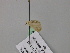  ( - BC ZSM Lep 57109)  @12 [ ] CreativeCommons - Attribution Non-Commercial Share-Alike (2011) Axel Hausmann/Bavarian State Collection of Zoology (ZSM) SNSB, Zoologische Staatssammlung Muenchen