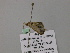  ( - BC ZSM Lep 57124)  @12 [ ] CreativeCommons - Attribution Non-Commercial Share-Alike (2011) Axel Hausmann/Bavarian State Collection of Zoology (ZSM) SNSB, Zoologische Staatssammlung Muenchen
