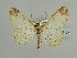  ( - BC ZSM Lep 59107)  @11 [ ] CreativeCommons - Attribution Non-Commercial Share-Alike (2011) Axel Hausmann/Bavarian State Collection of Zoology (ZSM) SNSB, Zoologische Staatssammlung Muenchen