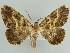  ( - BC ZSM Lep 59119)  @13 [ ] CreativeCommons - Attribution Non-Commercial Share-Alike (2011) Axel Hausmann/Bavarian State Collection of Zoology (ZSM) SNSB, Zoologische Staatssammlung Muenchen