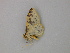  ( - BC ZSM Lep add 0097)  @12 [ ] CreativeCommons - Attribution Non-Commercial Share-Alike (2011) Axel Hausmann/Bavarian State Collection of Zoology (ZSM) SNSB, Zoologische Staatssammlung Muenchen