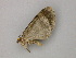  ( - BC ZSM Lep add 0104)  @12 [ ] CreativeCommons - Attribution Non-Commercial Share-Alike (2011) Axel Hausmann/Bavarian State Collection of Zoology (ZSM) SNSB, Zoologische Staatssammlung Muenchen